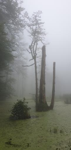 عکس مرداب دریوک