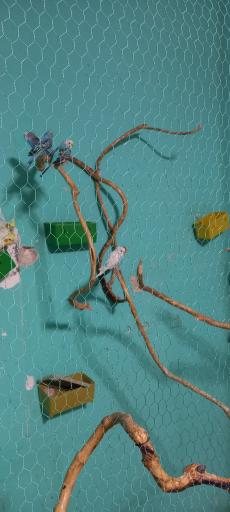 عکس کافه آرامش