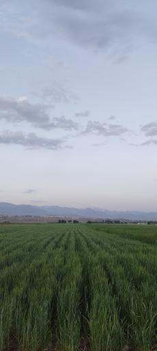 قاسم آباد بزرگ