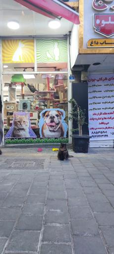 عکس مستر پت شاپ 