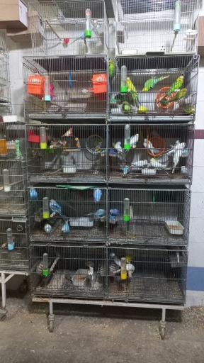 عکس کلبه ابابیل