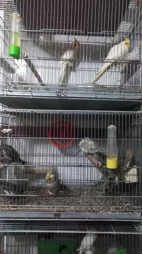 عکس کلبه ابابیل