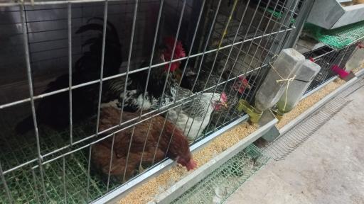 عکس کلبه ابابیل