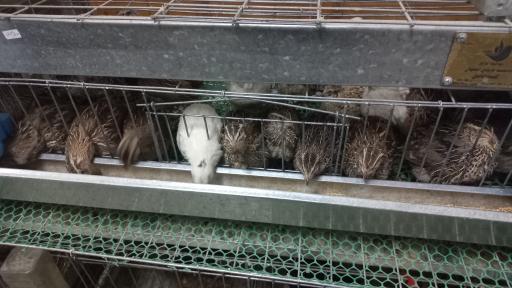 عکس کلبه ابابیل