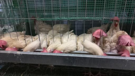 عکس کلبه ابابیل