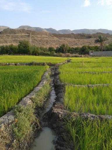 عکس برایجان
