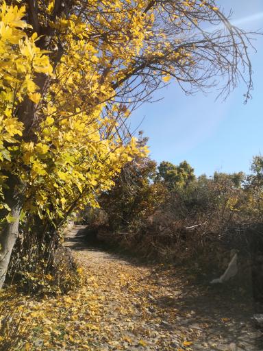 عکس برایجان