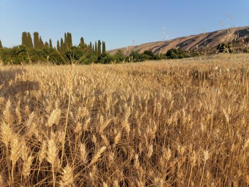 عکس برایجان