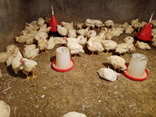 عکس فروشگاه مرغ زنده صابری