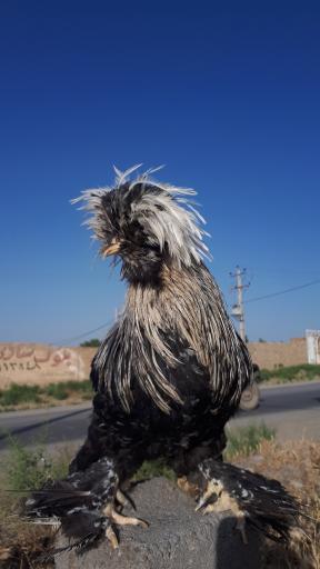 مرغداری نامور