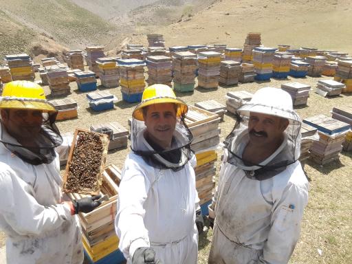 عکس عسل نصیری 
