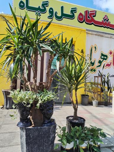 عکس نمایشگاه گل و گیاه هویا 