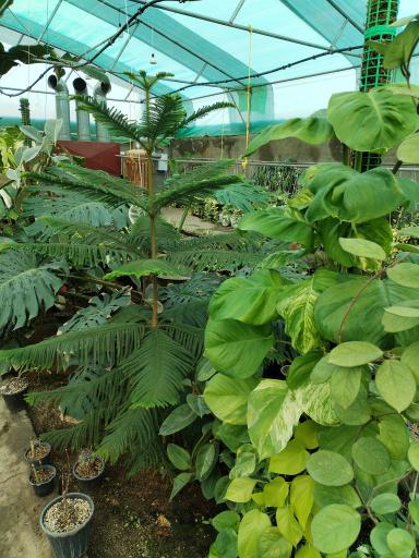 عکس نمایشگاه گل و گیاه هویا 