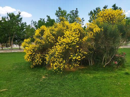 عکس پارک ساحلی گلپایگان