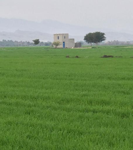 عکس گله دار