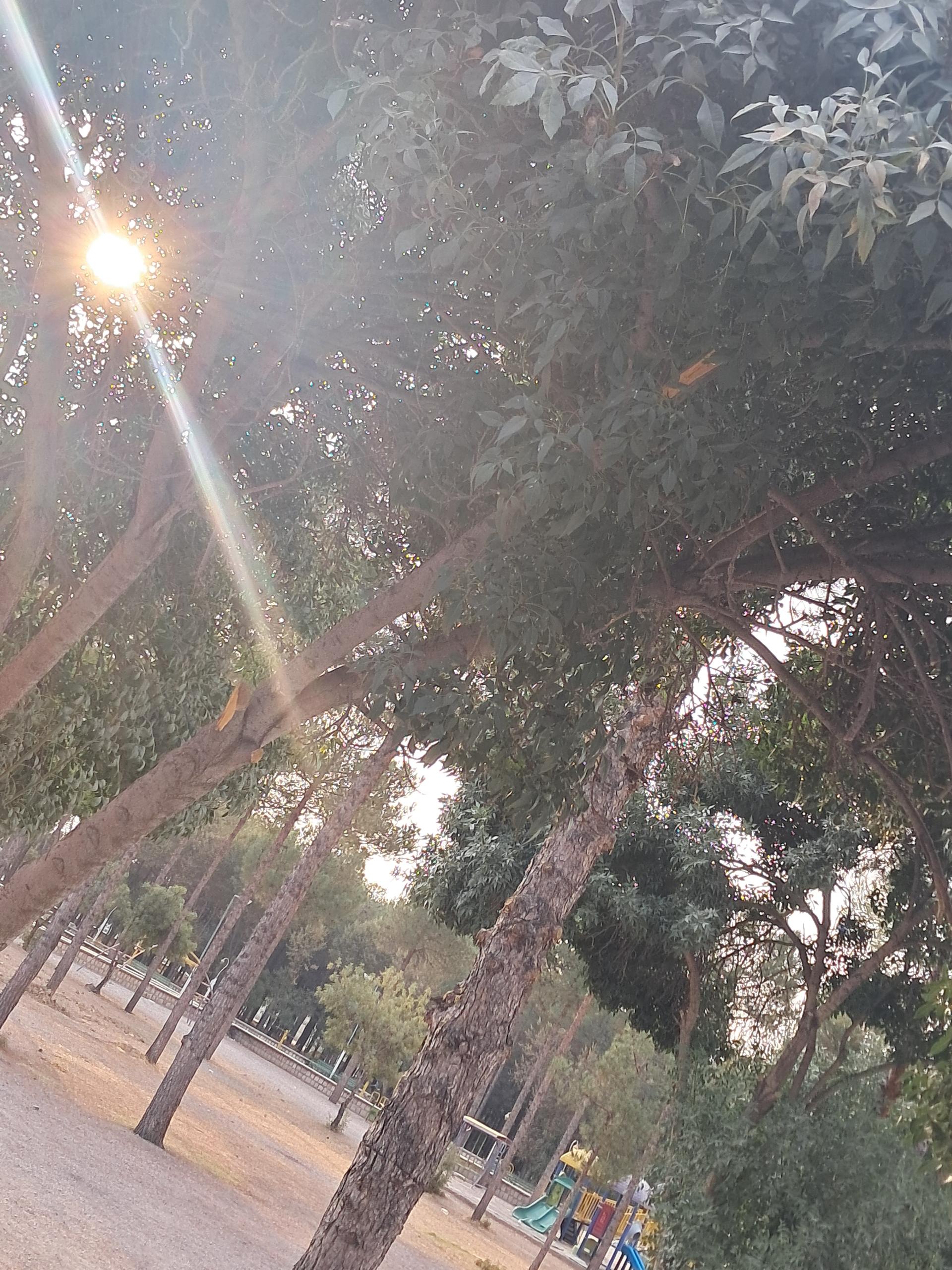 عکس فضای سبز