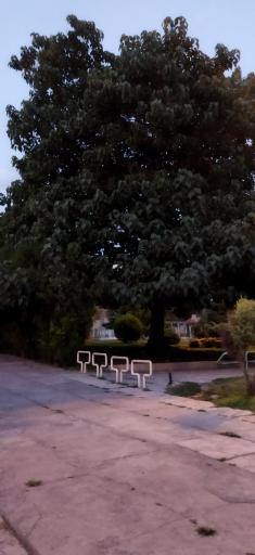 عکس پارک چاله باغ