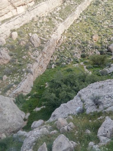 عکس گله دار