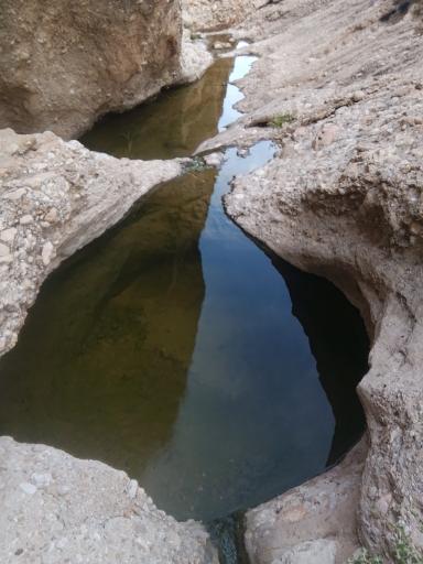 عکس گله دار