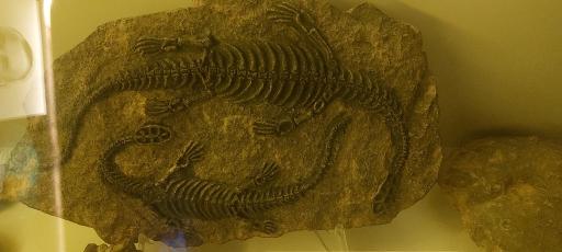 عکس مجموعه پروفسور بازیما (موزه ژوراسیک)