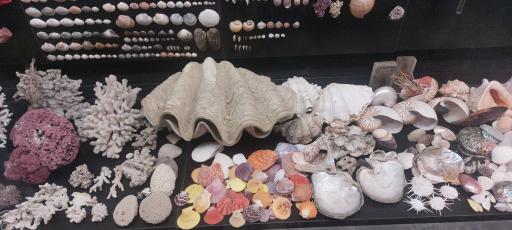 عکس مجموعه پروفسور بازیما (موزه ژوراسیک)