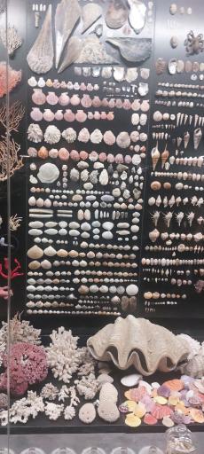 عکس مجموعه پروفسور بازیما (موزه ژوراسیک)