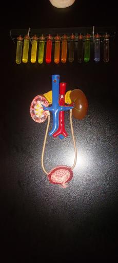 عکس مجموعه پروفسور بازیما (موزه ژوراسیک)