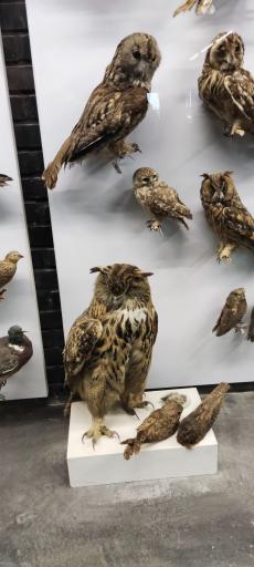 عکس مجموعه پروفسور بازیما (موزه ژوراسیک)