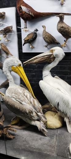 عکس مجموعه پروفسور بازیما (موزه ژوراسیک)