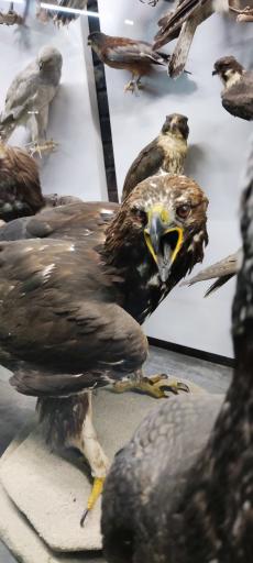 عکس مجموعه پروفسور بازیما (موزه ژوراسیک)