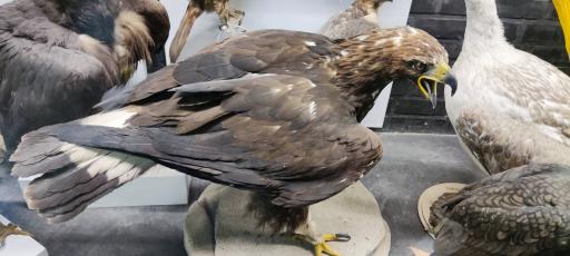 عکس مجموعه پروفسور بازیما (موزه ژوراسیک)