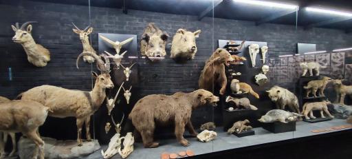 عکس مجموعه پروفسور بازیما (موزه ژوراسیک)