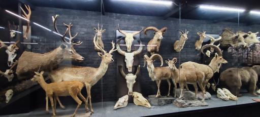 عکس مجموعه پروفسور بازیما (موزه ژوراسیک)