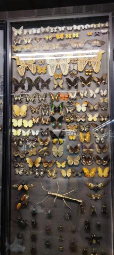 عکس مجموعه پروفسور بازیما (موزه ژوراسیک)