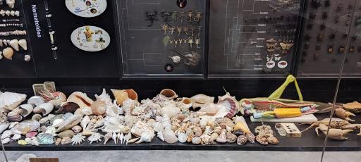 عکس مجموعه پروفسور بازیما (موزه ژوراسیک)