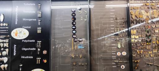 عکس مجموعه پروفسور بازیما (موزه ژوراسیک)