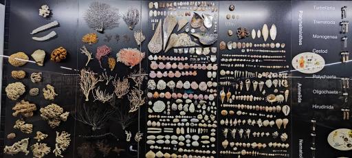 عکس مجموعه پروفسور بازیما (موزه ژوراسیک)