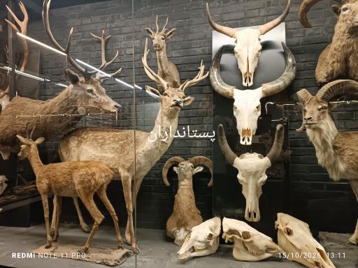 عکس مجموعه پروفسور بازیما (موزه ژوراسیک)