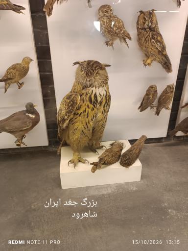عکس مجموعه پروفسور بازیما (موزه ژوراسیک)