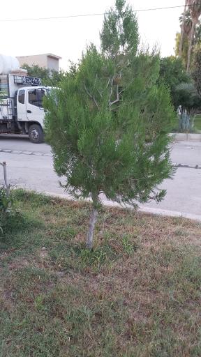 عکس پارک گلستان 