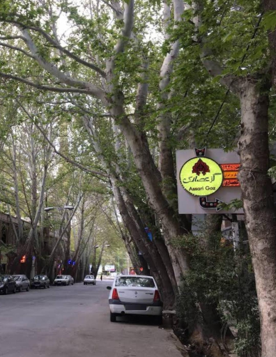 عکس گز عصاری