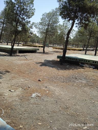 عکس بوستان کاج