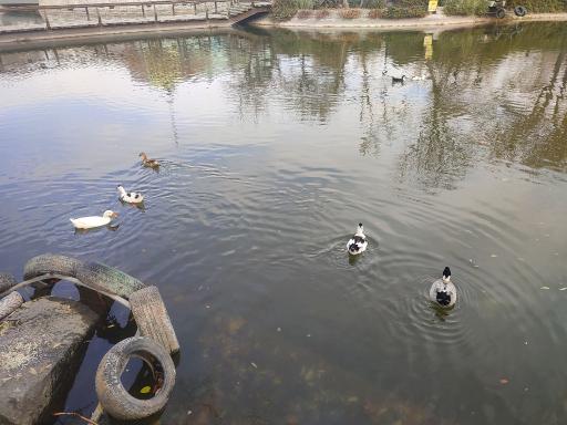 عکس دریاچه مصنوعی پارک ملت