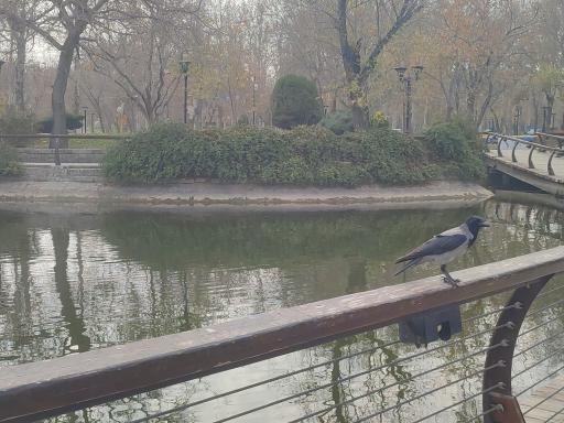 عکس دریاچه مصنوعی پارک ملت