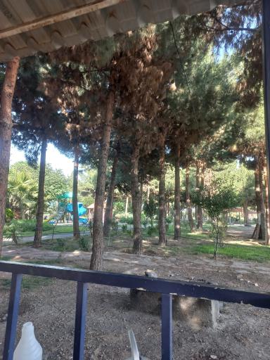 عکس بوستان کاج