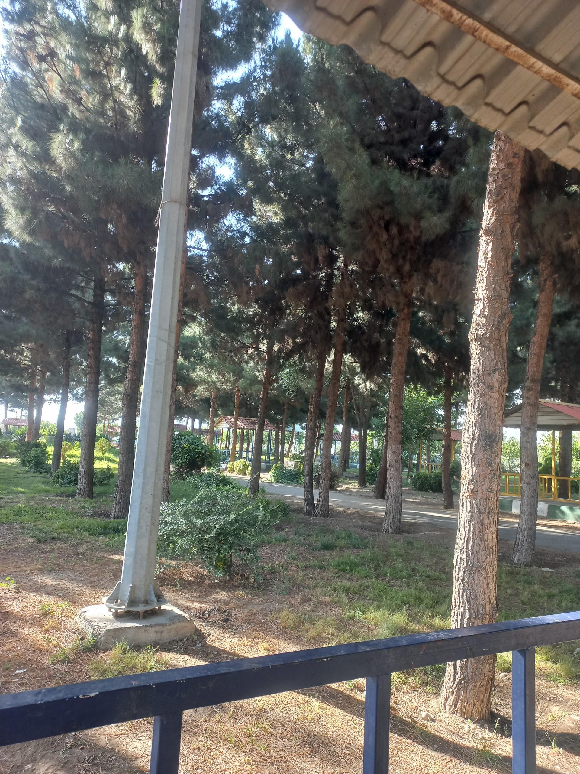 عکس بوستان کاج