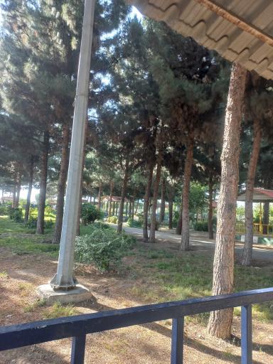 عکس بوستان کاج
