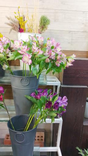 عکس گل آریسا 