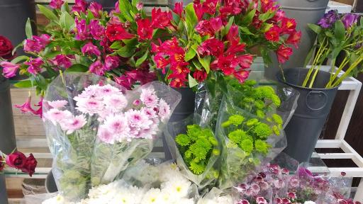 عکس گل آریسا 