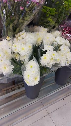 عکس گل آریسا 